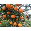 求購二公分起的明日見2000棵
