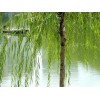 求購(gòu)：8公分柳樹(shù)