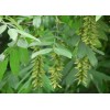 大量求購原生冠13公分楓楊工程苗